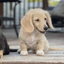 Dachshunds from Flores956Dachshunds