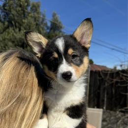 Beans - Black and tan male Pembroke Welsh Corgi puppy in Butte Meadows, California from Julia's Pembroke Welsh Corgis