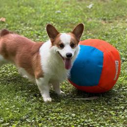 Wren - Pembroke Welsh Corgi