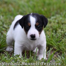 Bella - Tri-color female Russell Terrier puppy in Citra, Florida from Butterball Kennel
