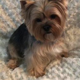 Bullmastiff and Yorkshire Terrier All Grown Up from Living in the Dog Houze