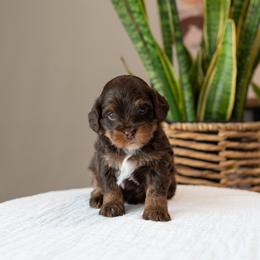 Moose - Brown white and tan male Cockapoo puppy in Altamonte Springs, Florida from The Perks of Pups