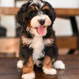 Royce - Tri-color male Bernedoodle puppy in Tucson, Arizona from Sun Valley Goldendoodles