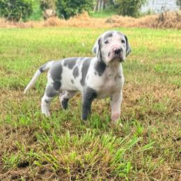 Ciarra - Harlequin female Great Dane puppy in Jerusalem, Arkansas from Mara Danes