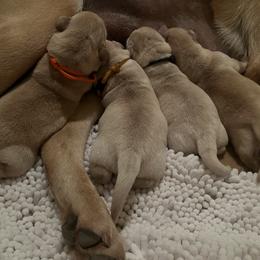 Golden Retriever and Labrador Retriever Puppies from The Golden Leash Kennels