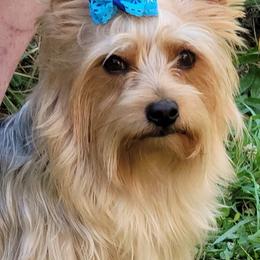 Yorkshire Terrier Puppies from Hip Hoppin Yorkies