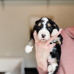 Captian America - Tri-color male Bernedoodle puppy in Jackson, Missouri from Pincksten Family Doodles