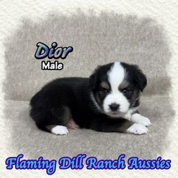 Dior - Black tri male Toy Australian Shepherd puppy in Forestburg, Texas from Flaming Dill Ranch Aussies