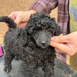 Ella - Blue female Poodle puppy in Florence County, South Carolina from Modern Family Standards