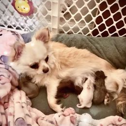 Chihuahuas and French Bulldogs from Pikanoo Pups