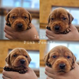 Isla - Pink Collar - Yellow female Labrador Retriever puppy in Boyd, Minnesota from Lindley Labradors
