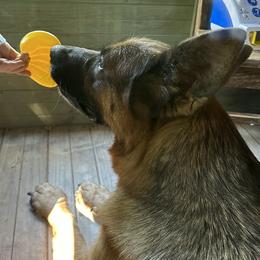 German Shepherd Puppies from Golden Ridge