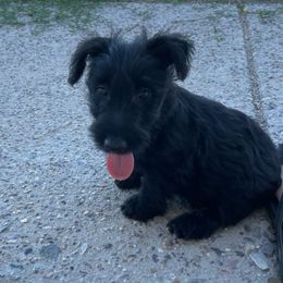 Scottish Terrier Puppies from Knights Scottish Terriers