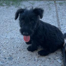 Scottish Terrier Puppies from Knights Scottish Terriers