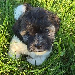 Chip - Silver brindle male Havapoo puppy in Bowling Green, Kentucky from Parlor Pups