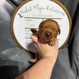 Drake - orange collar - Yellow male Labrador Retriever puppy in Troy, South Carolina from Wicked Flyer Retrievers