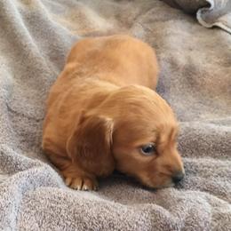 Red Puppy - Red male Dachshund puppy in Early, Texas from The Jewelry Dox