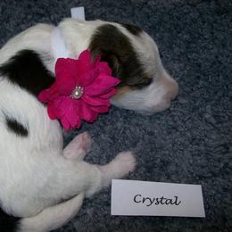 Crystal - White black and tan female Wire Fox Terrier puppy in Rochester, New York from LT Wire Fox Terriers
