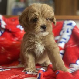 Rusty - Red  male Goldendoodle puppy in Cumberland, Rhode Island from minigoldendoodlesofRI