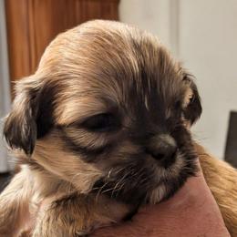 Heidi - Brindle female Lhasa Apso puppy in Fort Worth, Texas from Cynthia's Lhasa Apsos