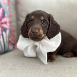 Dachshund Puppies from Dachshundly Perfect