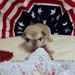 Chinchilla Girl - Cream female Pug puppy in Tulsa, Oklahoma from Locust Creek Pugs & Japanese Chin's