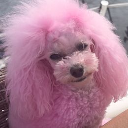 Bichon Frises and Poodles from Amber's Bichon Frise and Poodles
