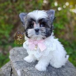 Companion Cross, Havanese, Mal-Shi, Maltese, Maltipoo, Morkie, and Shih Tzu Puppies from Seeking Shalom Acres Maltese, Maltipoos & Havamalts