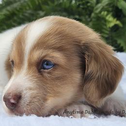 Turbo - Piebald male Dachshund puppy in Ben Wheeler, Texas from Anytime Dachshunds by D.B.