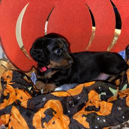 Cavalier King Charles Spaniel and Dachshund Puppies from Cavalier Companions CO.