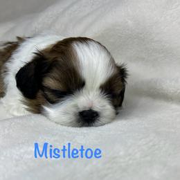 Mistletoe - Red and white male Shih Tzu puppy in Vernon, New Jersey from Calta’s Cute Shih Tzu