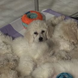 Poodles from Grande Passage Kennel