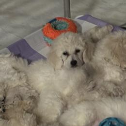 Poodles from Grande Passage Kennel