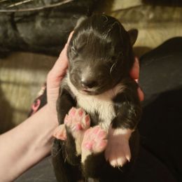 Blue - Black and white male Siberian Husky puppy in Porter Corners, New York from Gemstone Huskys