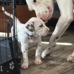 Shadow - White and liver brown male Dalmatian puppy in Hastings, Florida from Love My Spotty Dalmatians