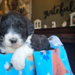 Lily - Black and white female Bernedoodle puppy in Blackfoot, Idaho from Draper Mountain Doodles