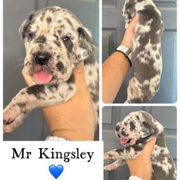 Kingsley - Merle male Great Dane puppy in Sac City, Iowa from Northern Great Danes of Colorado & Iowa