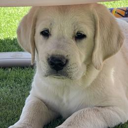 Australian Shepherds and Labrador Retrievers from Wranglin Farms