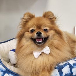 Daisy - Pomeranian