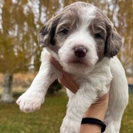 Oahu - Chocolate merle female Bernedoodle puppy in Horseshoe Bend, Idaho from Over the Moon Poodles and Doodles