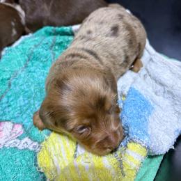 Puppy 20 AKC - Dapple male Dachshund puppy in Fayetteville, Pennsylvania from PA's Darling Doxies