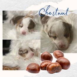 Miniature American Shepherd Puppies from Soul Stone Kennels