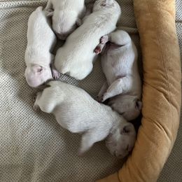 French Bulldog Puppies from Stuudmuffinfrenchies