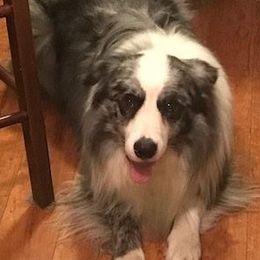 Border Collies from NJ Bees BC