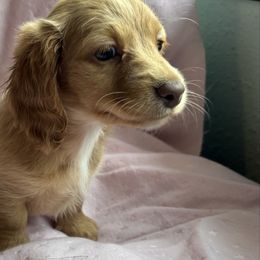 Susie - Red female Dachshund puppy in Ocean Park, Washington from Golden Dachshunds