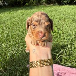 Fudge - Dapple male Dachshund puppy in Gainesville, Florida from M & M Dachshunds