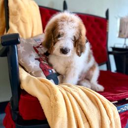 Kodiak - Mahogany and white male Saint Berdoodle puppy in Lookout, California from Remington Kennels, LLC