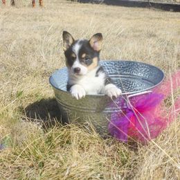 Pembroke Welsh Corgi Puppies from Loves Classic Corgis