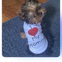 Maltese and Yorkshire Terrier Puppies from tatortot pup