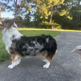 Pembroke Welsh Corgi puppies from Carolina cotton candy corgis